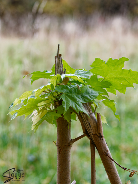 Gebroken, maar niet kapot
