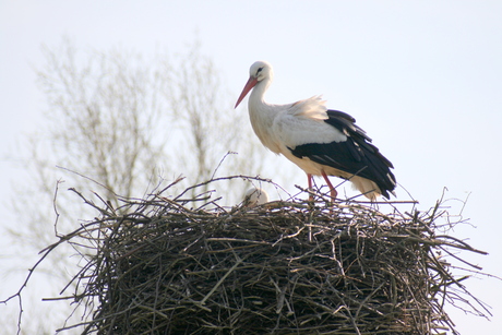 broedpaar op het nest 