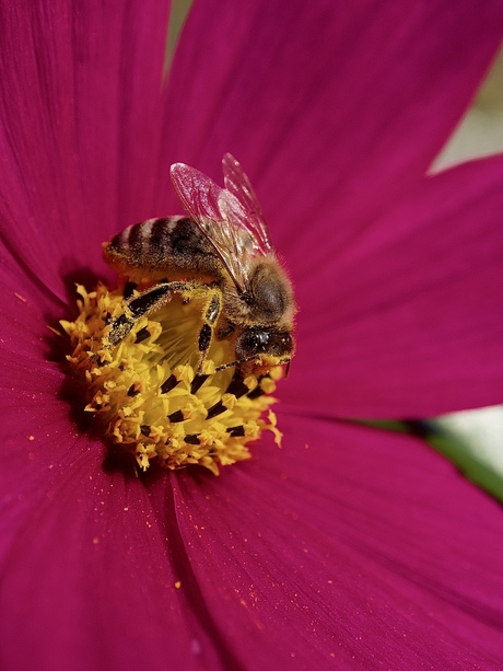 Bijen op de Cosmea in mijn tuin.