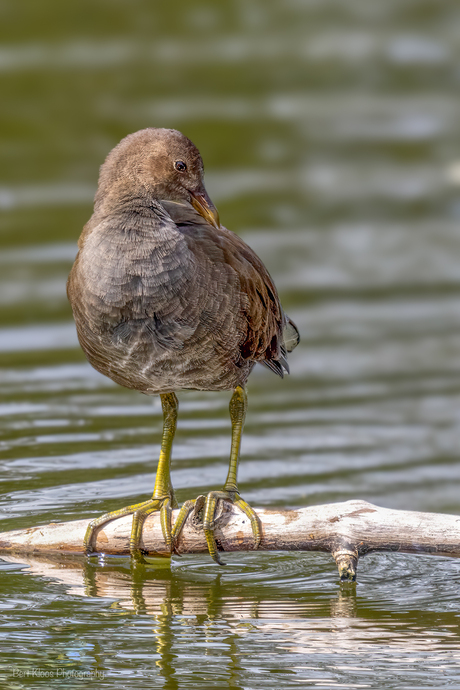 Juveniele Waterhoen