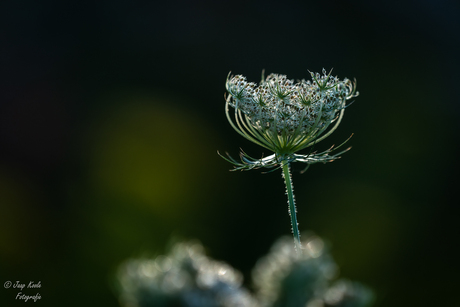 Ochtendlicht