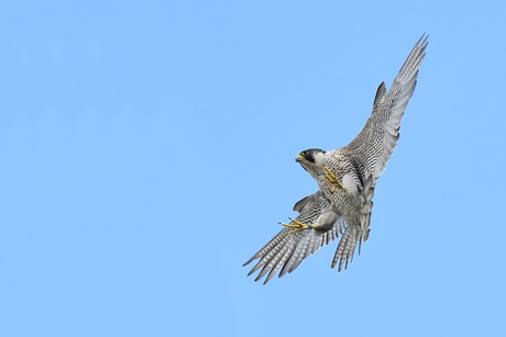 slechtvalk net voor de landing