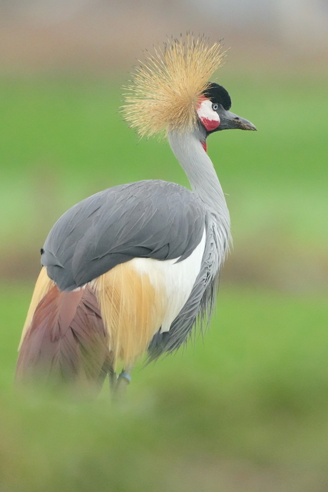 Grijze kroonkraanvogel