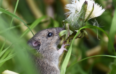 Veldmuis
