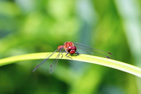 Bloedrode heidelibel