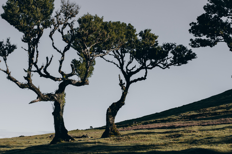 Fanal forest Madeira