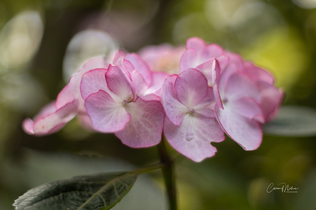 Hortensia pink