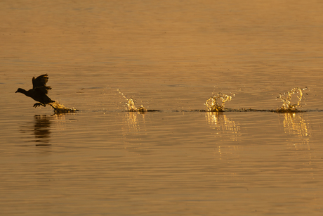 Lopen op het water.