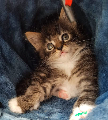 Nala maine coon kitten 