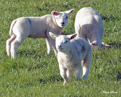 "Lammetjes..."