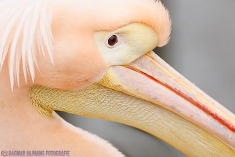 Pelikaan 'close-up' 