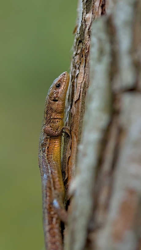 Levendbarende hagedis.