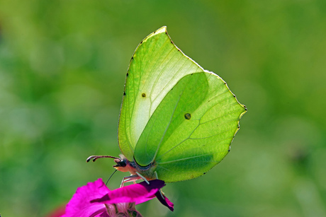 citroenvlinder