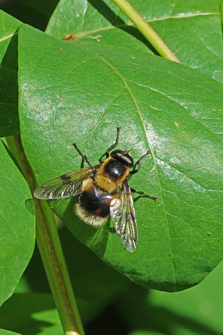 Hommelreus