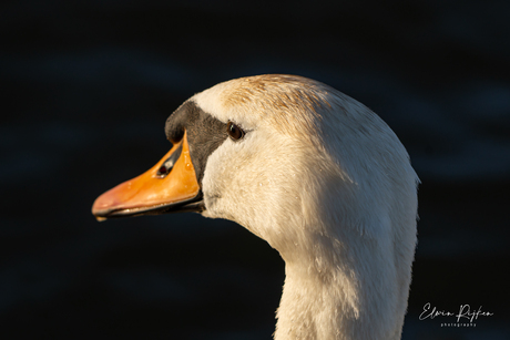 Zon en Zwaan