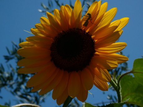 ZONNEBLOEM MET GAST