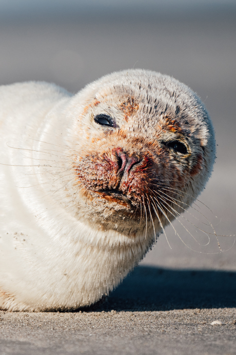 Close-up van zeehond