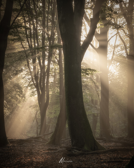 Foggy woodlands