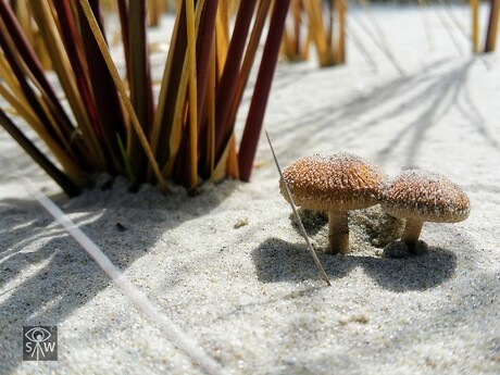 Paddenstoelen in de duinen...