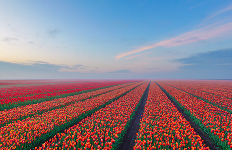 perfect tulp