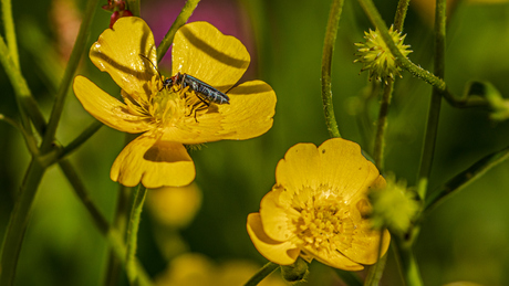 Oedemera Croceillis op boterbloem