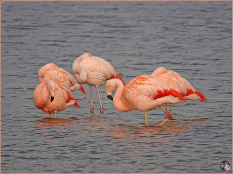 Flamingo’s …