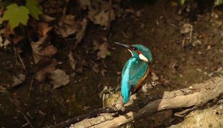 IJsvogel