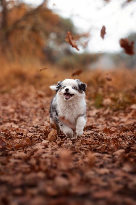 Vrolijke hond rent door herfstbladeren