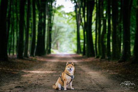 Tussen de bomen 1