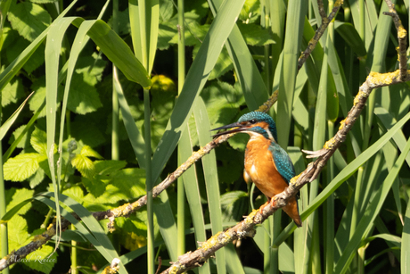 IJsvogel