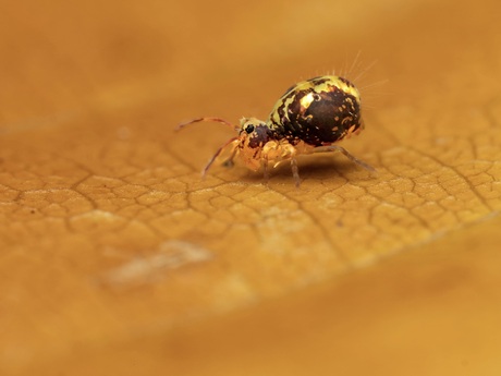 Temporary addiction to springtails. 