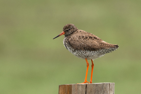 Tureluur op Texel Nederland