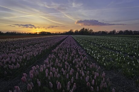 Tulips at sunset
