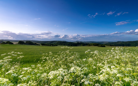 Landschap