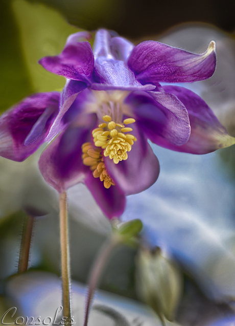 Aquilegia