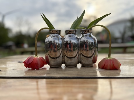 Depri tulpen 