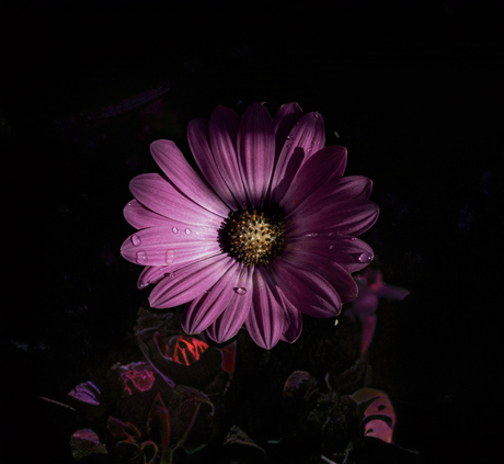 Spaanse margriet