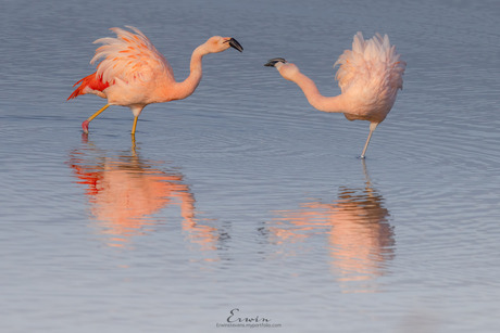 Flamingo’s in het ochtendlicht