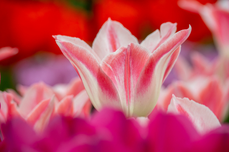 Colors of the Keukenhof