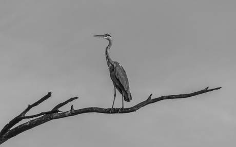 Blauwe reiger -> monochrome reiger