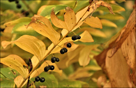 Mot mit Big,n (Zeug met biggen)