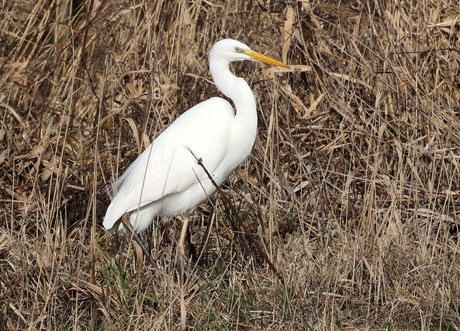 grote zilverreiger 