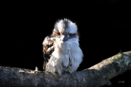 Prachtige vogel