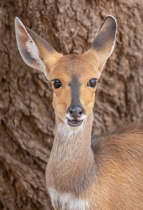 Jonge nyala