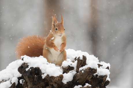 Eekhoorn in de laatste restjes sneeuw