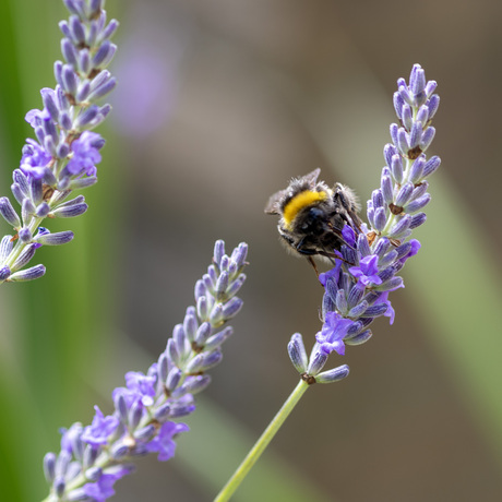 Hommel met een geurtje
