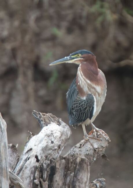 Groene reiger (wildlife) - Costa Rica