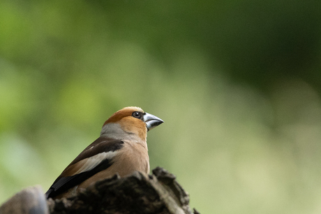 Appelvink
