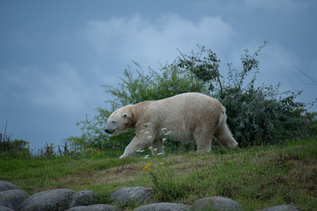 Wildlands Emmen