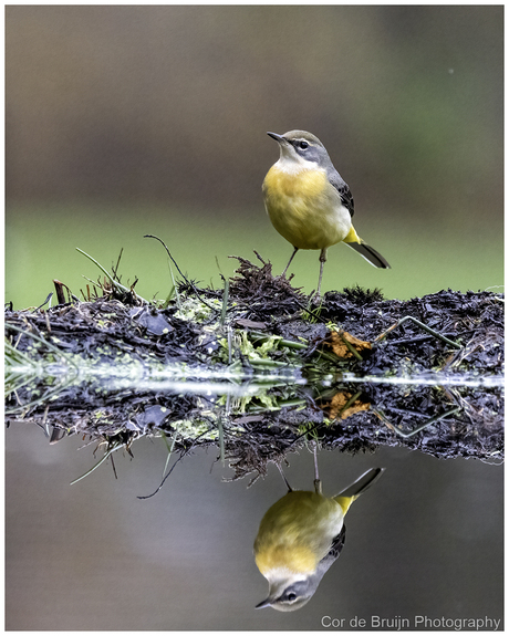 Grote gele kwikstaart